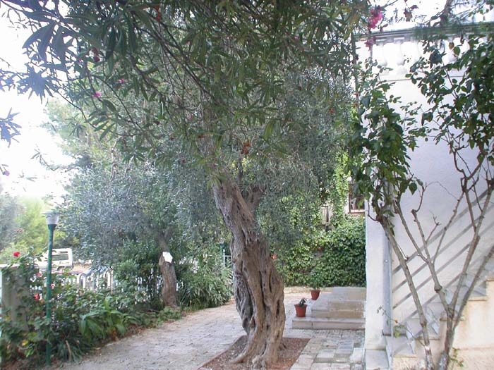 Villa Cima